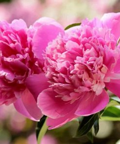 Pink Peony Flower paint by numbers