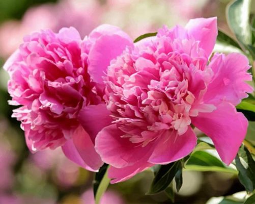 Pink Peony Flower paint by numbers