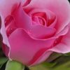 Pink Rose Flower paint by numbers