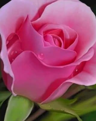 Pink Rose Flower paint by numbers