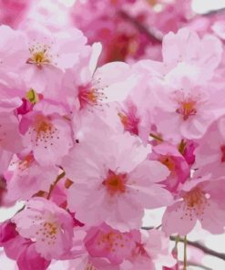 Pink Sakura Tree paint by numbers