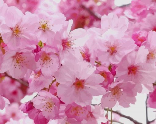 Pink Sakura Tree paint by numbers