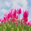 Pink Tulip Field paint by number