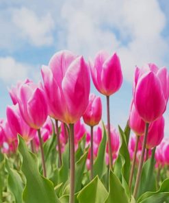 Pink Tulip Field paint by number