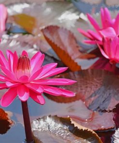 Pink Waterlilies paint by number