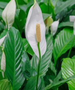 Plant With White Flowers paint by numbers