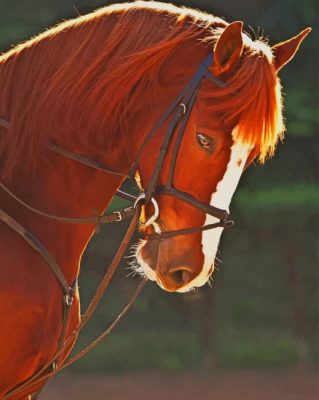 Portrait Cute Horse paint by numbers