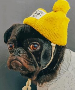 Pug With Yellow Hat paint by numbers