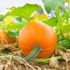 pumpkin free stock painting by numbers
