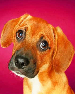 emotional face pet animal puppy dog painting by numbers