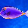 Purple Fish paint by numbers