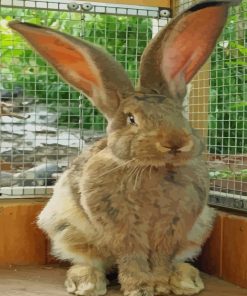 Rabbit With Big Ears paint by numbers