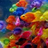 Diverse Colorful Fishes In The Aquarium paint by numbers