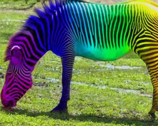 Rainbow Colored Zebra paint by numbers