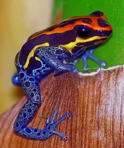 Ranitomeya Amazonica Frog paint by numbers