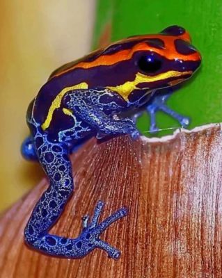 Ranitomeya Amazonica Frog paint by numbers