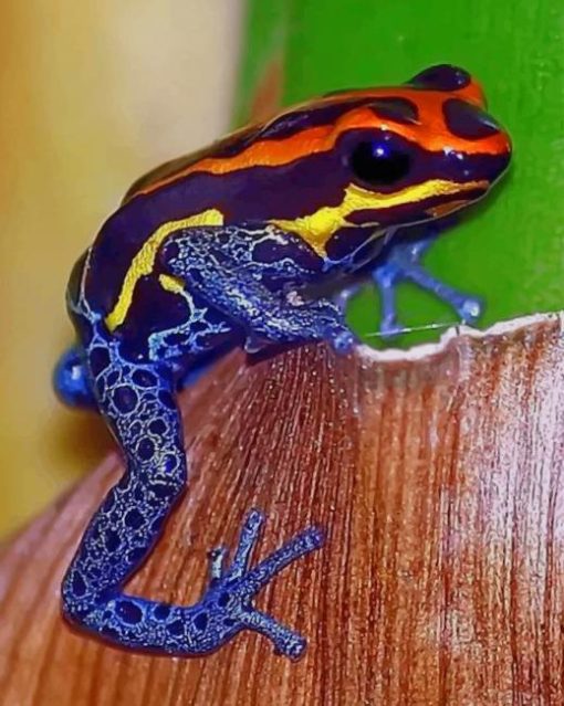Ranitomeya Amazonica Frog paint by numbers