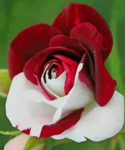 Red And White Rose paint by numbers