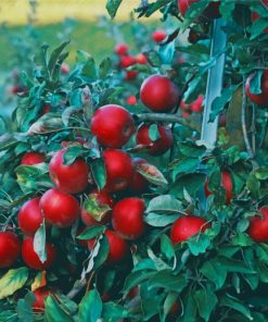 Red Apple Tree paint by number