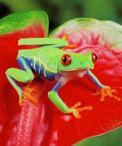 Red Eyed Frog paint by numbers