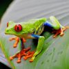 Red Eyed Tree Frog paint by numbers