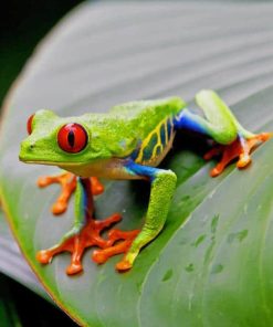 Red Eyed Tree Frog paint by numbers
