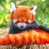 Red Panda In The Nest paint by numbers