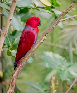 Red Parakeet paint by number