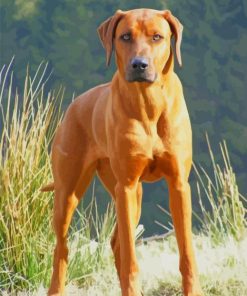 Rhodesian Ridgeback Dog paint by numbers