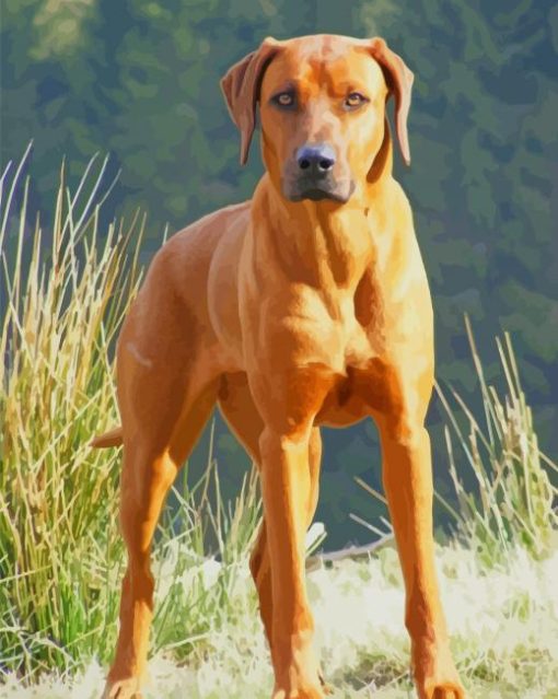 Rhodesian Ridgeback Dog paint by numbers