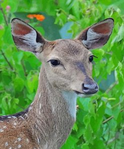 Roe Deer paint by numbers