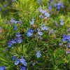 Rosemary Plant Paint by Numbers