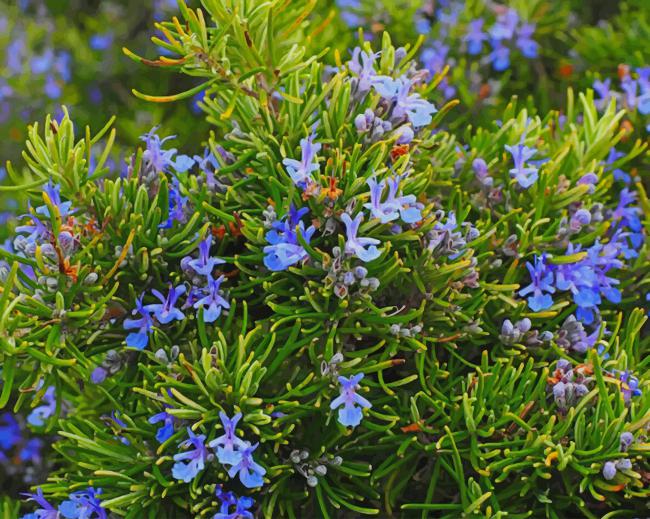 Rosemary Plant Paint by Numbers