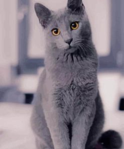 Russian Grey Cute Cat paint by numbers