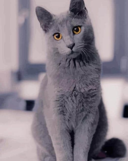 Russian Grey Cute Cat paint by numbers