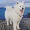 Samoyed Dog paint by numbers