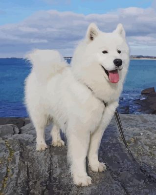 Samoyed Dog paint by numbers