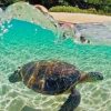 Sea Turtle In Clear Water Hawaii paint by numbers