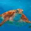 Yellow Sea Turtle paint by numbers