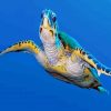 Sea Turtle paint by numbers