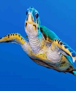 Sea Turtle paint by numbers