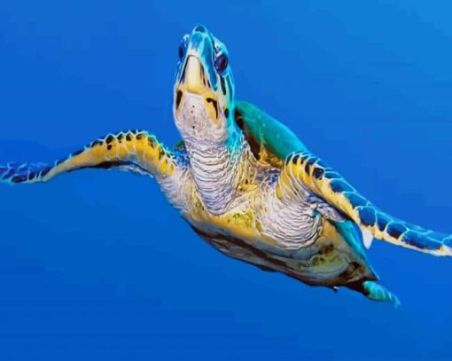 Sea Turtle paint by numbers