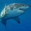 Shark on The Ocean paint by numbers