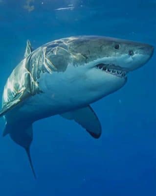 Shark on The Ocean paint by numbers