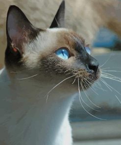 Siamese Cat Aesthetic paint by numbers