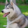 Siberian Husky Dog paint by numbers