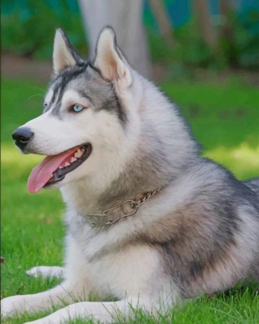 Siberian Husky Dog paint by numbers