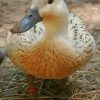 Silver Welsh Harlequin Duck paint by numbers