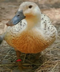 Silver Welsh Harlequin Duck paint by numbers