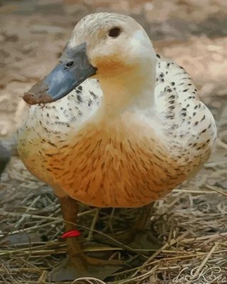 Silver Welsh Harlequin Duck paint by numbers